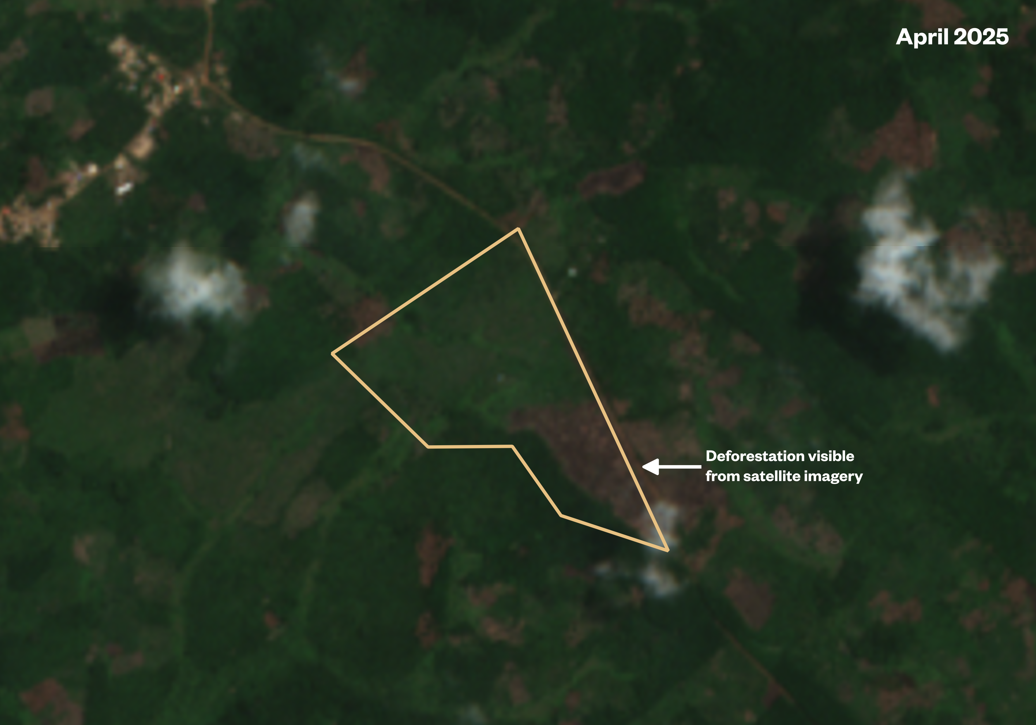 Chocolate giants fuel deforestation in West Africa's last